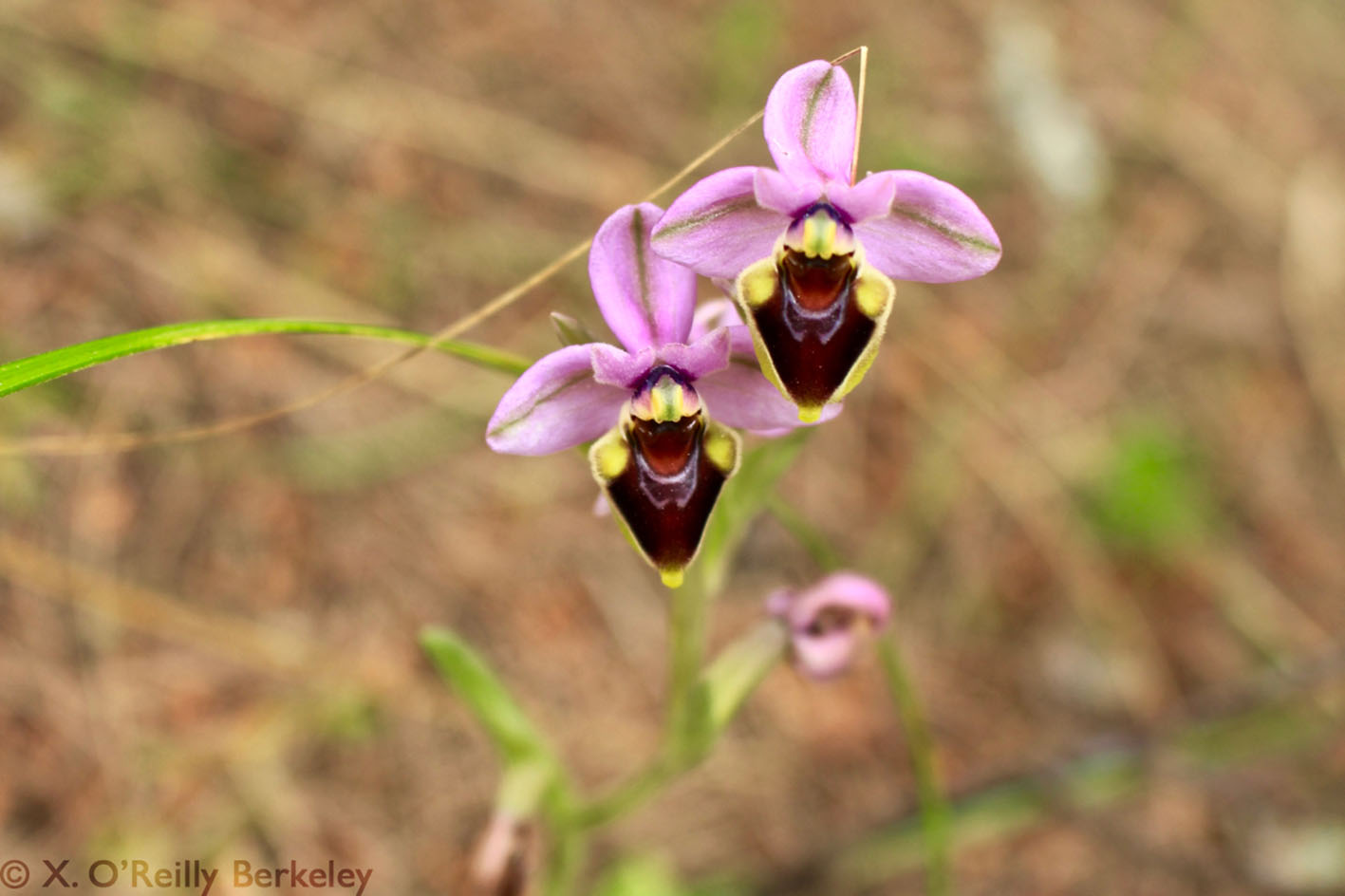 Bee orchids