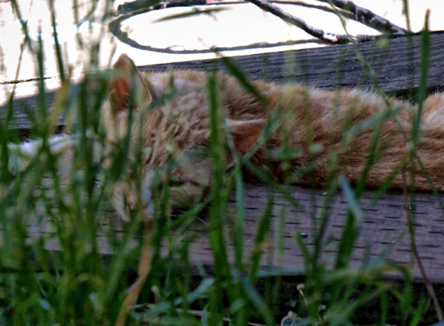 Feral cat hiding and sleeping near some grass