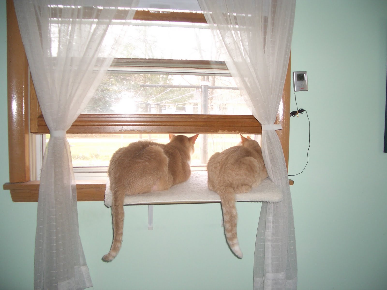 JUST DUCKY!: April 2011