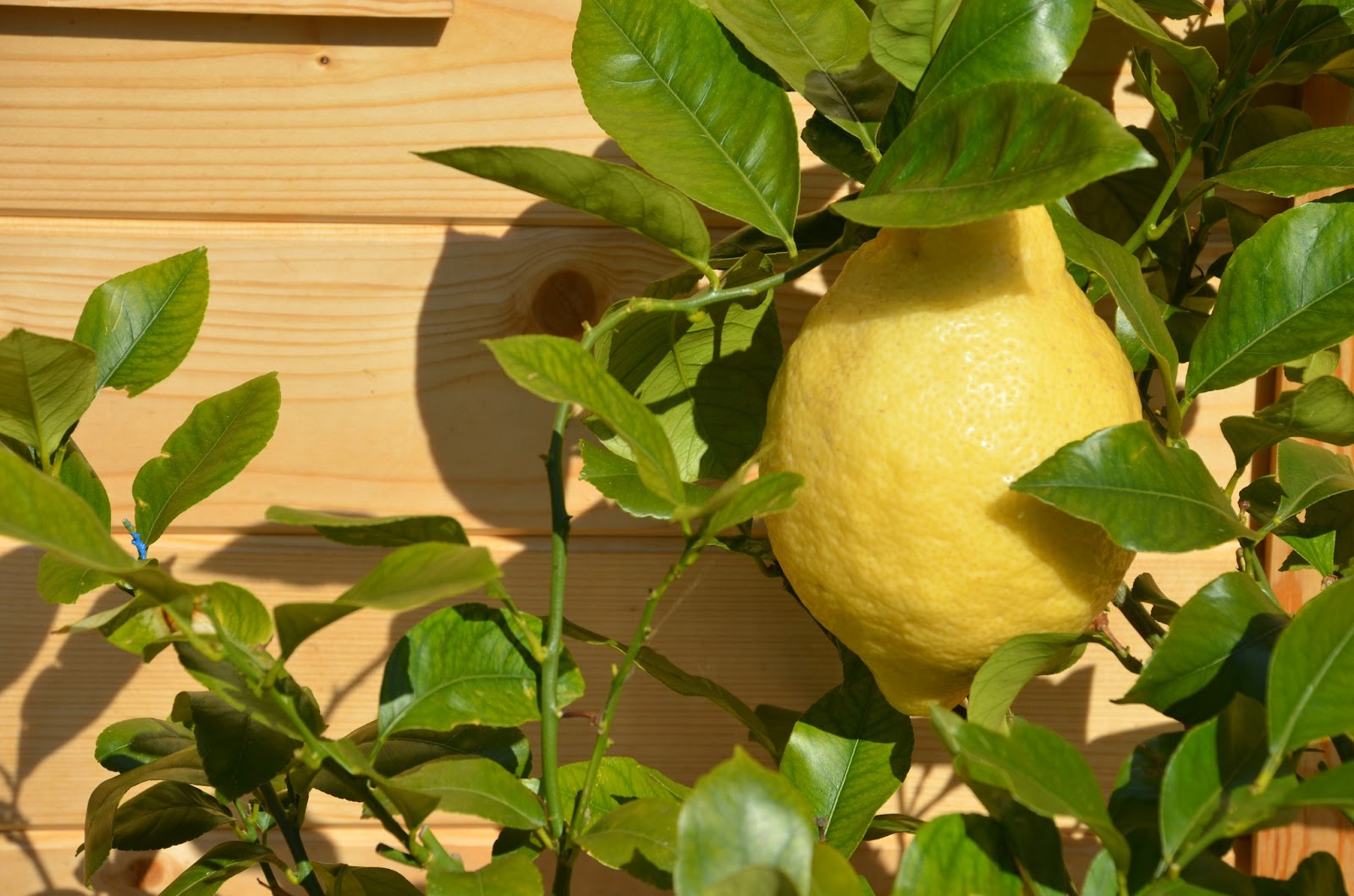 THE SECRET TO GROWING GIANT LEMONS The Garden of Eaden