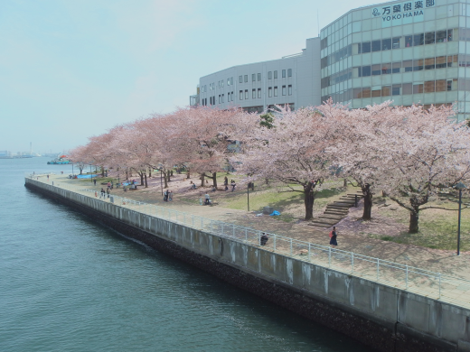 万葉倶楽部（横浜）周辺の桜
