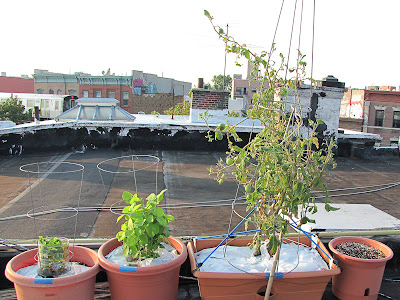 Bucolic Bushwick Rooftop Vegetable Garden 2011