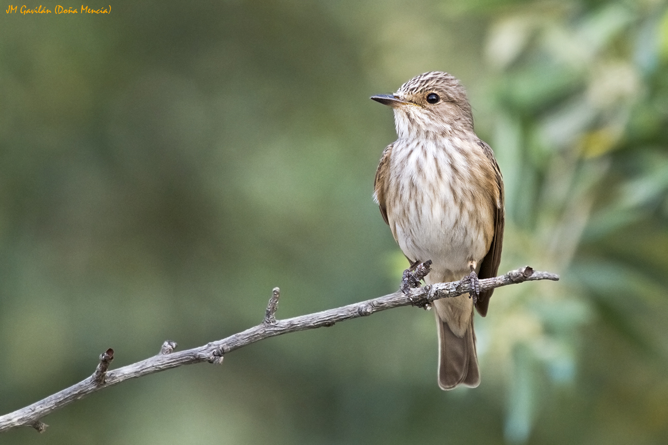 Fotografía de Naturaleza - JM Gavilán: Papamoscas gris (Muscicapa striata)