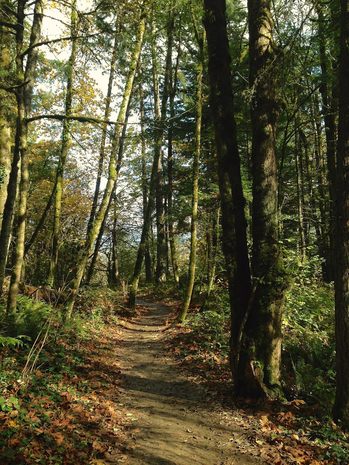 Venture Out Bathing in Forest Park Portland OR
