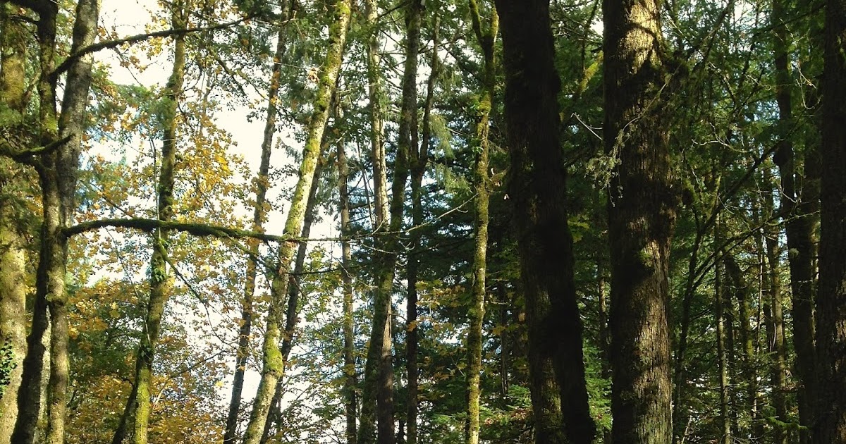 Venture Out Bathing in Forest Park Portland OR