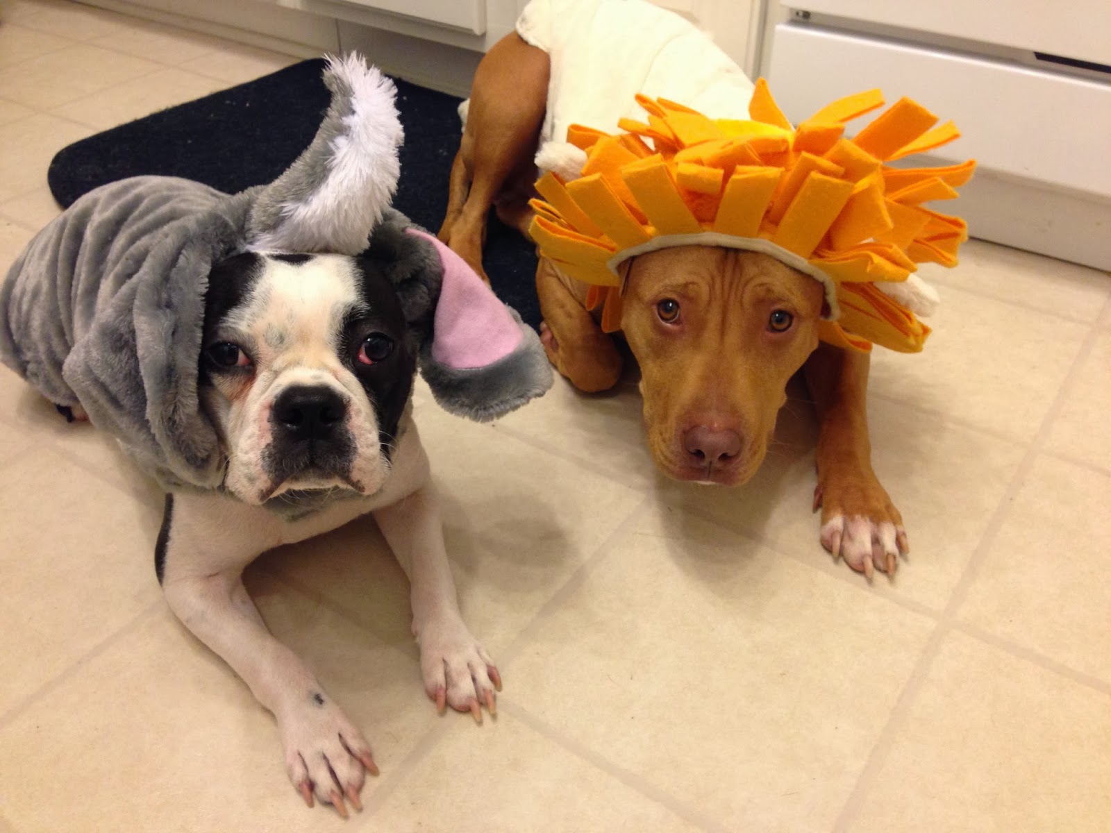 Dressing up Dogs On Clothing & Costumes The Ruff Life
