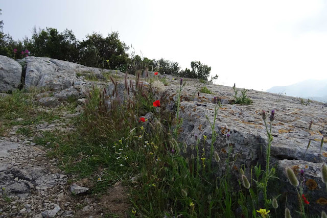 Felsbrocken auf dem Tête de Chien, Felskante,  rote Blumen, Gräser