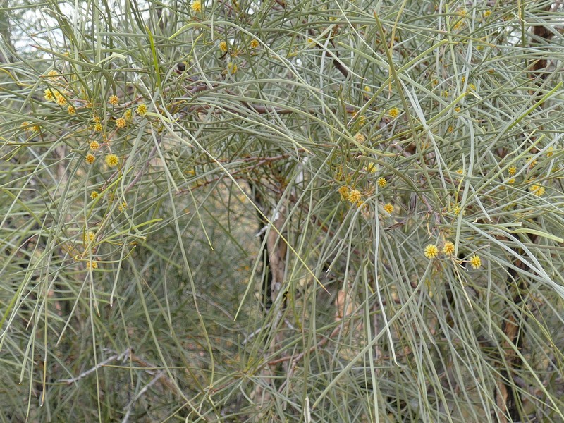 Ian Fraser, talking naturally The Great Sandy Desert 3, trees and herbs