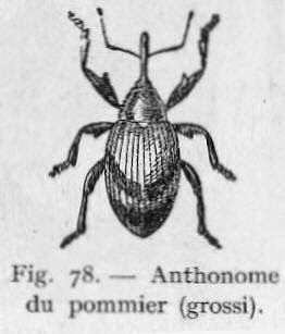 Яблонный цветоед (Anthonomus pomorum)