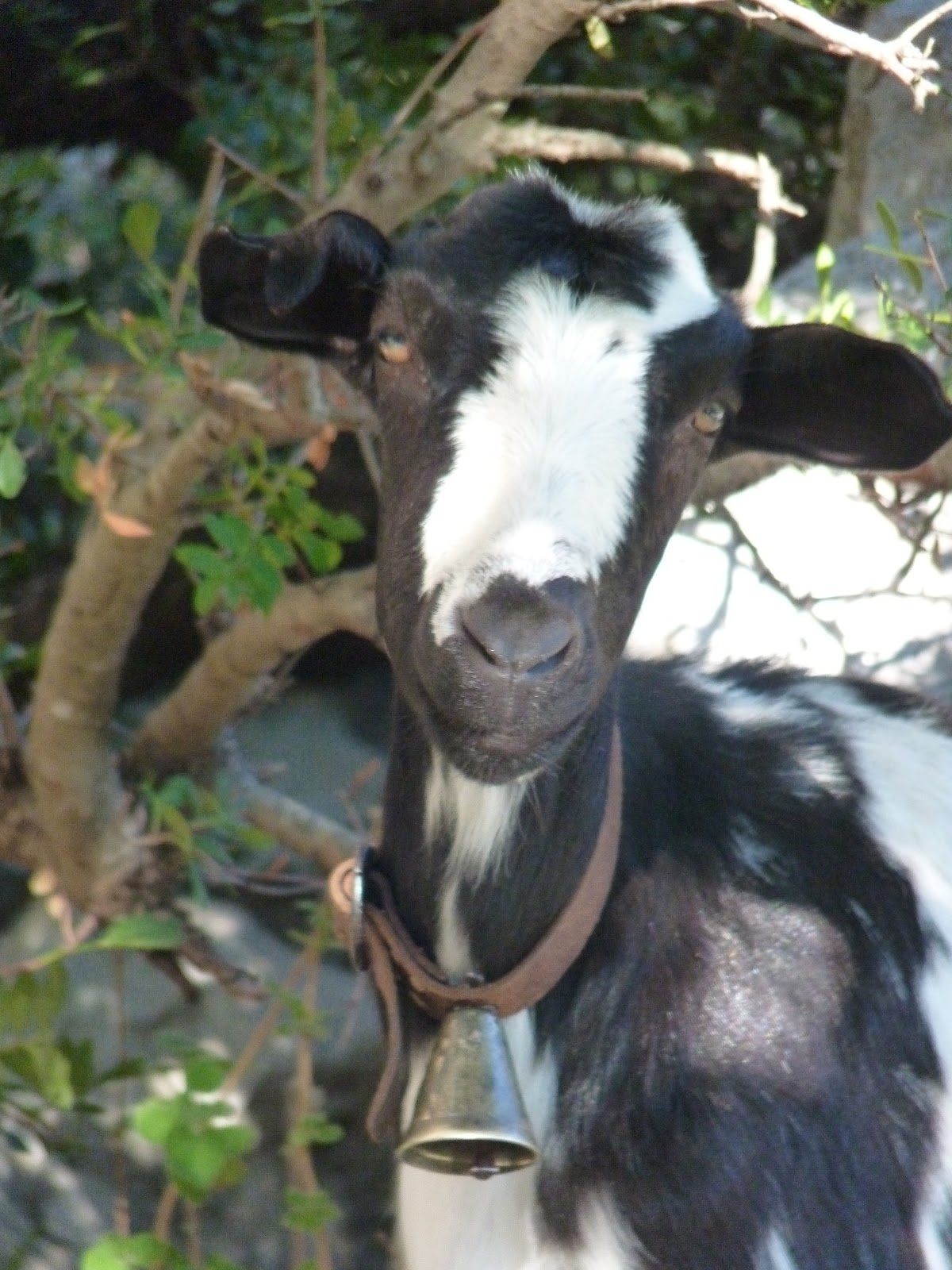 Ubrique en verde La cabreriza de la Era