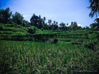 Valley Shaped Agricultural Land Scenery On A Sunny Day At Ringdikit Village, North Bali, Indonesia