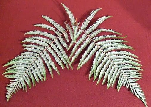 桑原政則のblogger 正月飾りの意味 ウラジロの意味は