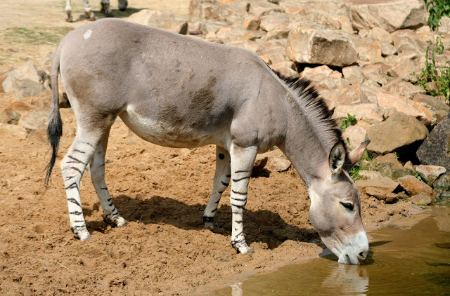 African Wild Ass 12