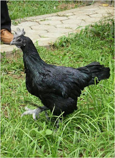 Mengenal Berbagai Jenis Ayam | PoultryShop Indonesia