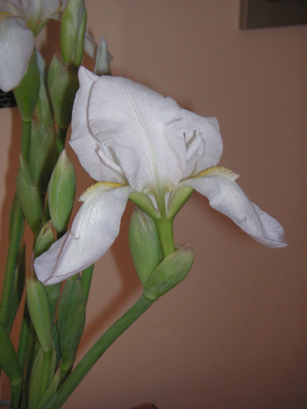 La casa de los Martínez: Flores blancas