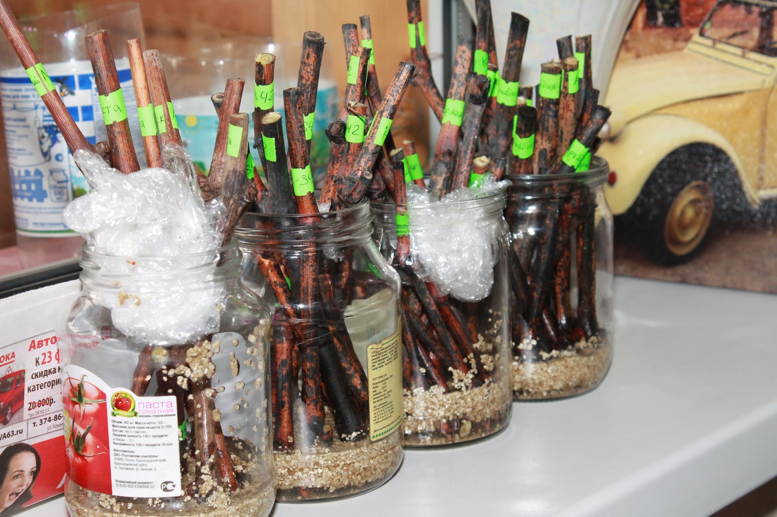 хранение черенков винограда зимой в погребе. виноград хранение черенков. виноград хранение черенков. хранение черенков в опилках. заготовка привойных черенков винограда.