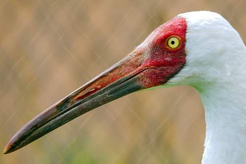 Indian birds - Siberian crane - Leucogeranus leucogeranus