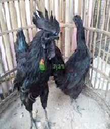 KHUSUS PERSEMBAHAN AYAM CEMANI