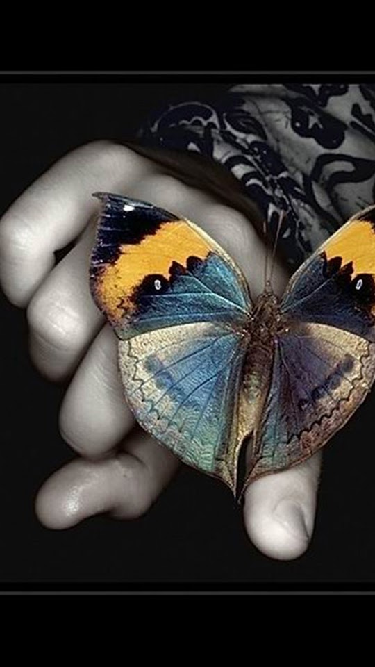  Butterfly On The Hand   Android Best Wallpaper