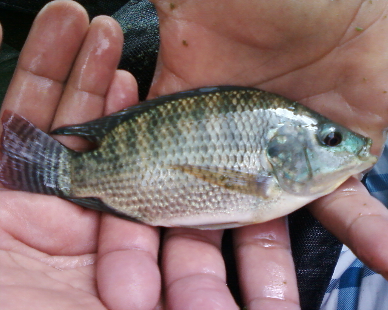 Aquaponic garden Vicenty's Home AquaponicsHome grown Tilapia feed