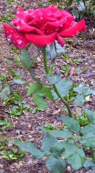 32+ Bunga Mawar Merah Nama Ilmiah - Gambar Bunga Indah