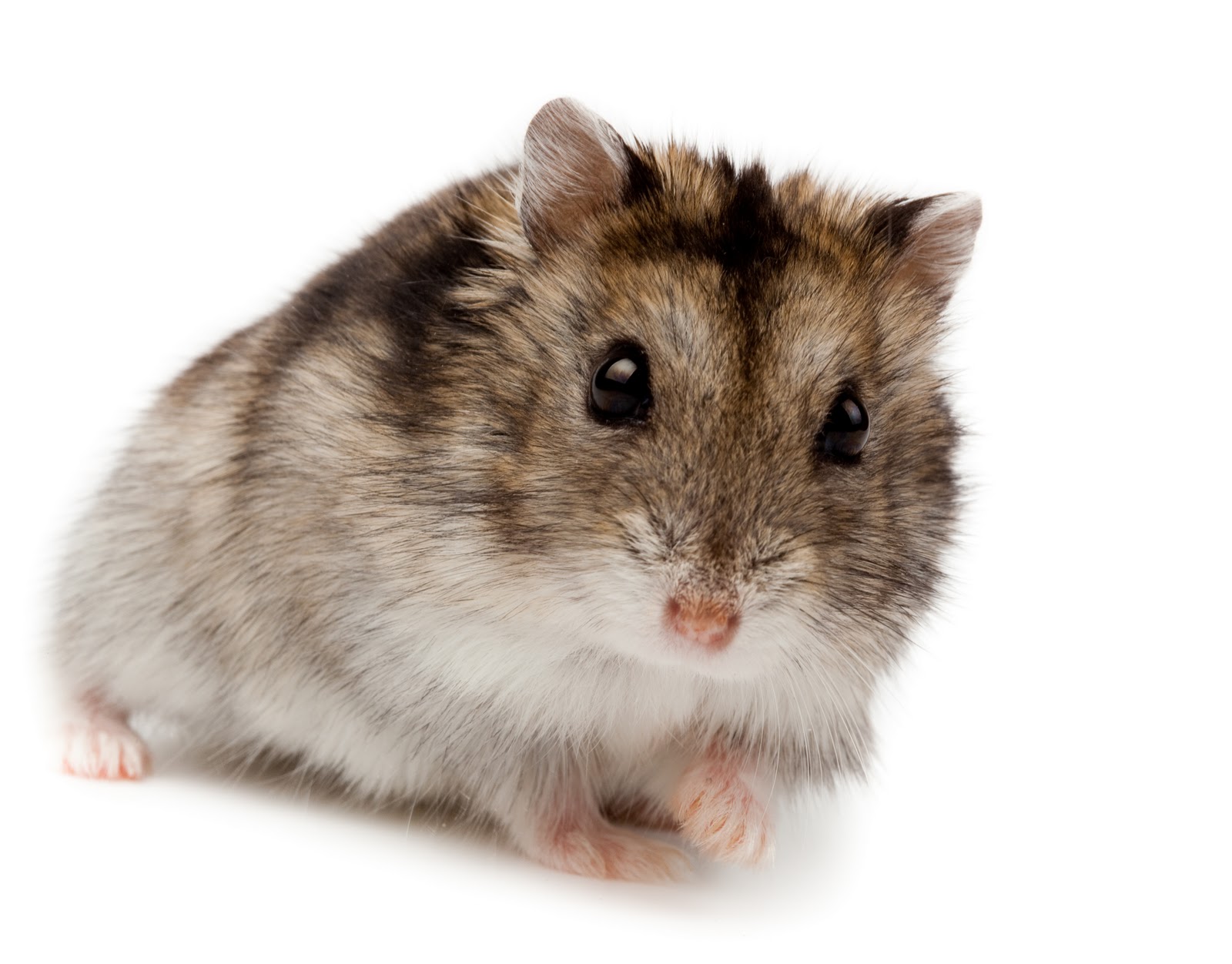 Tentación Ciro Descarga Hamstercitos :3: Hamster Enano Ruso (Phodopus sungorus)