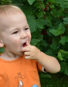 Kind isst rote Beeren
