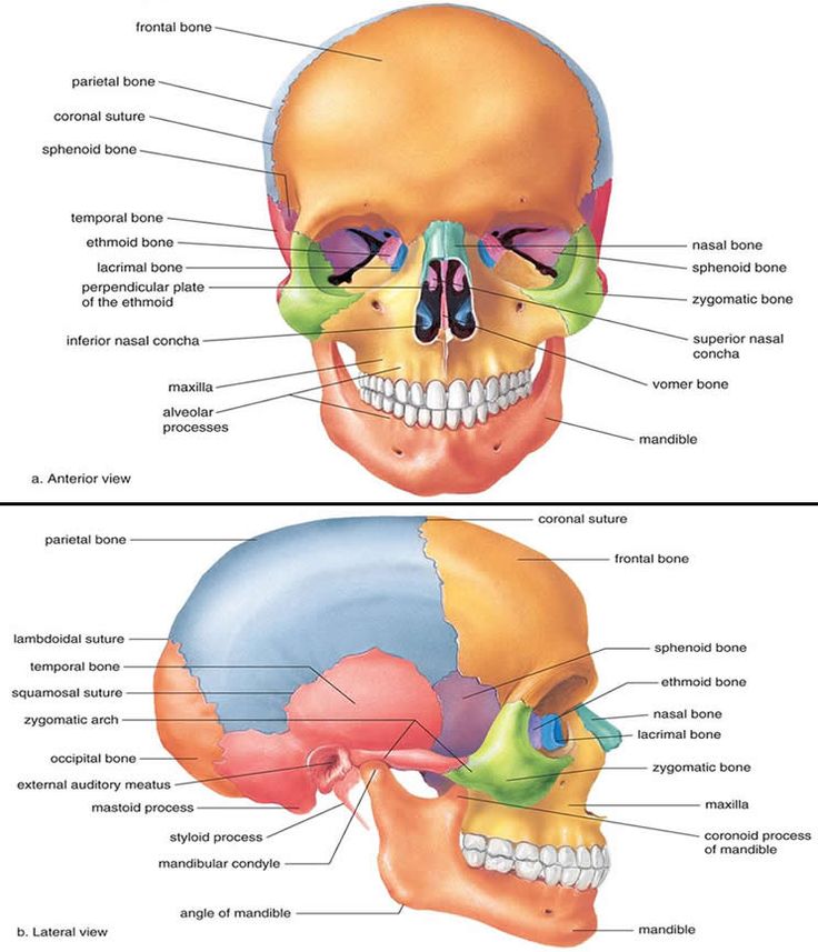 Medical and Health Science: Anatomy of Skull