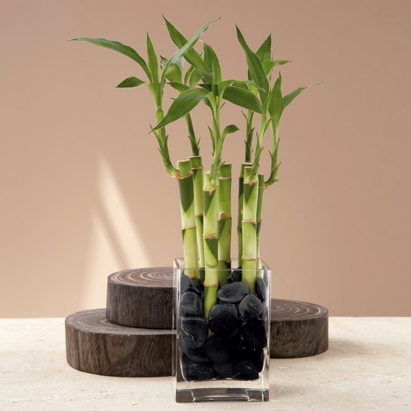 How to create a vase with bamboo