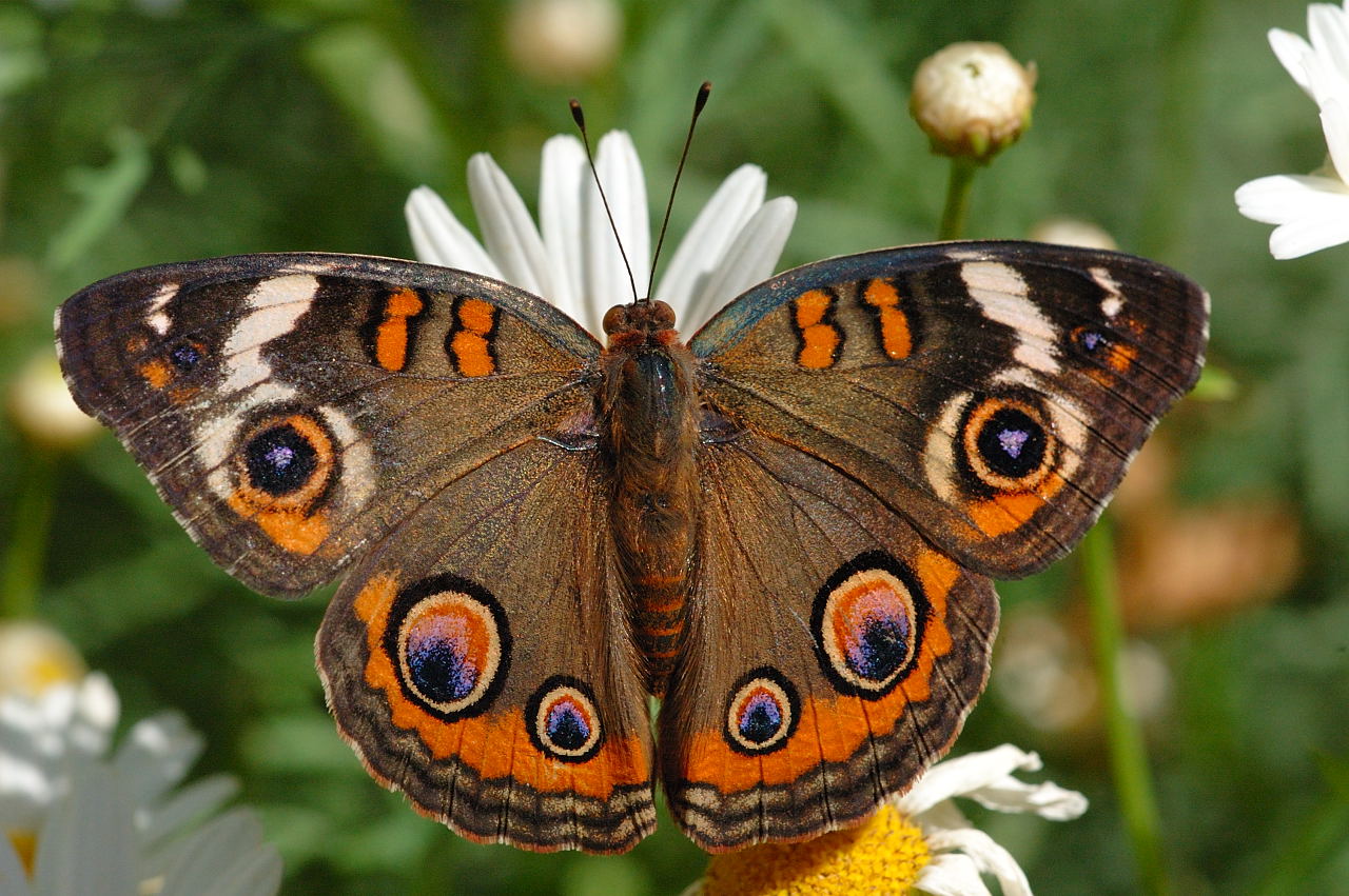 Common Buckeye Butterfly of The Earth