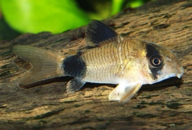 Ikan Corydoras