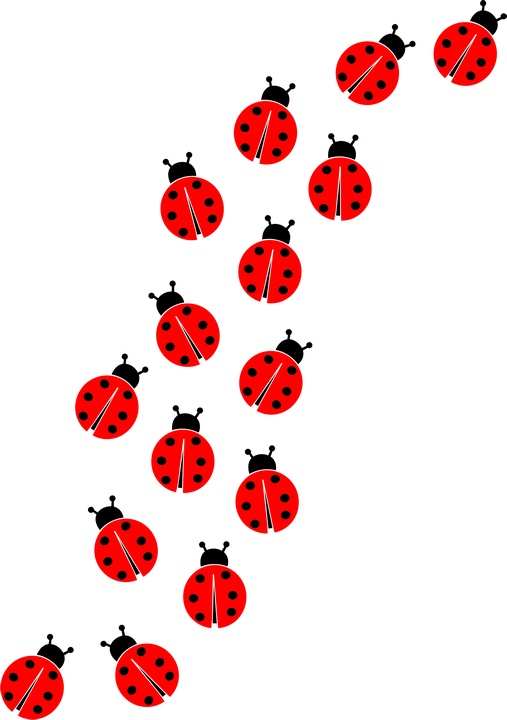 ladybug frame clipart - photo #40