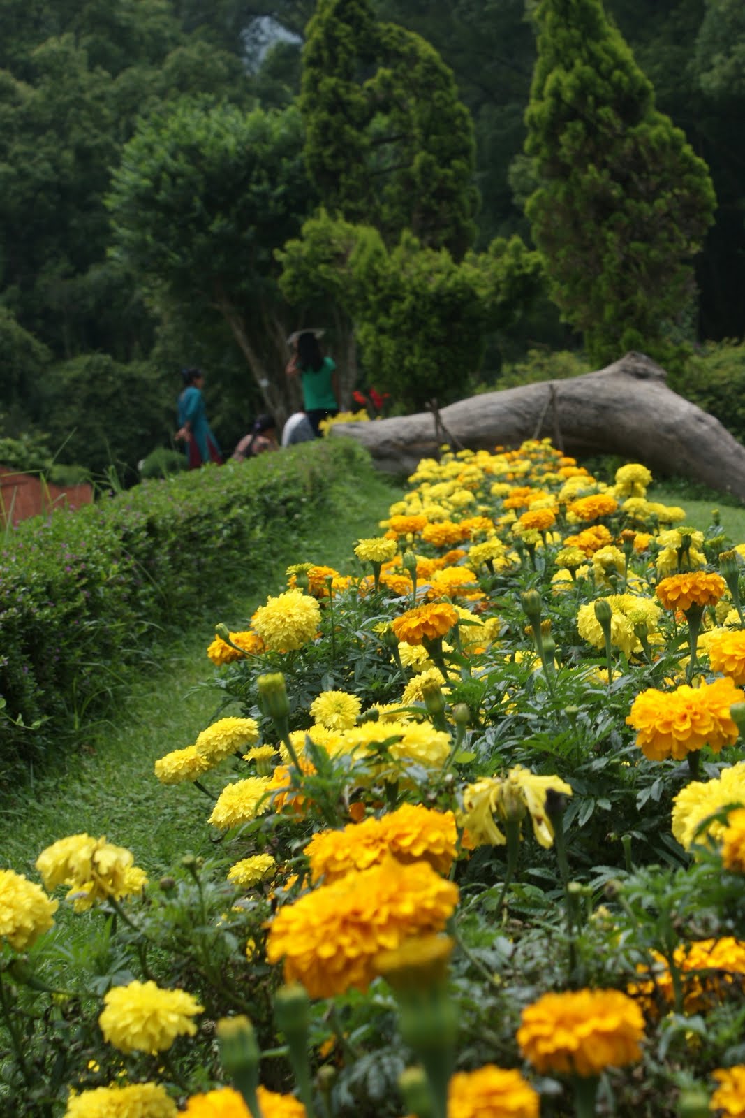 My 3 months in Nepal Godawari botanical gardens