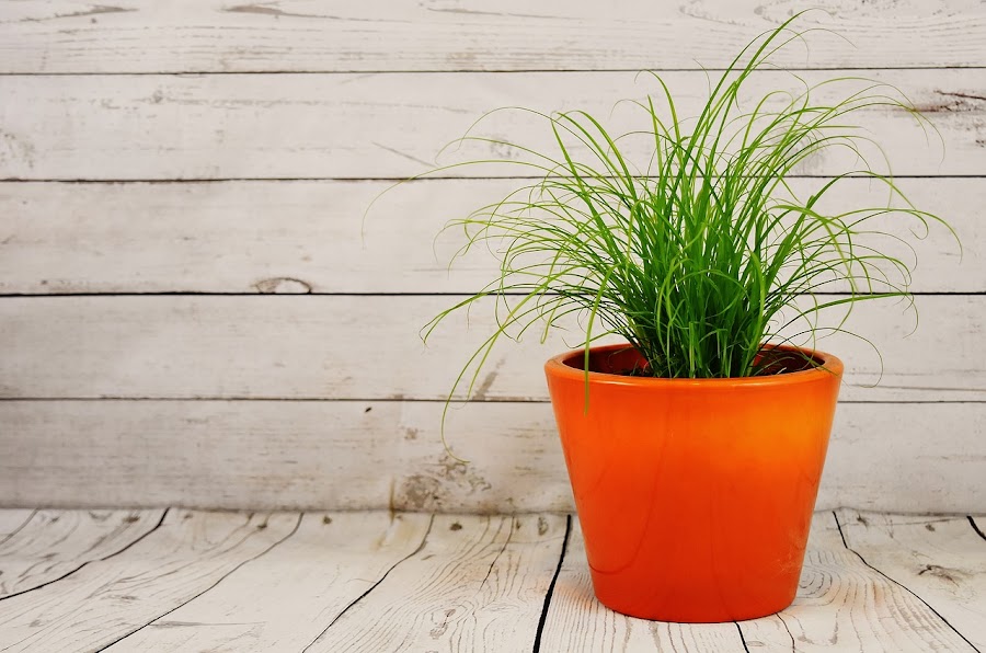 Plantas medicinales que puedes plantar en tu balcón