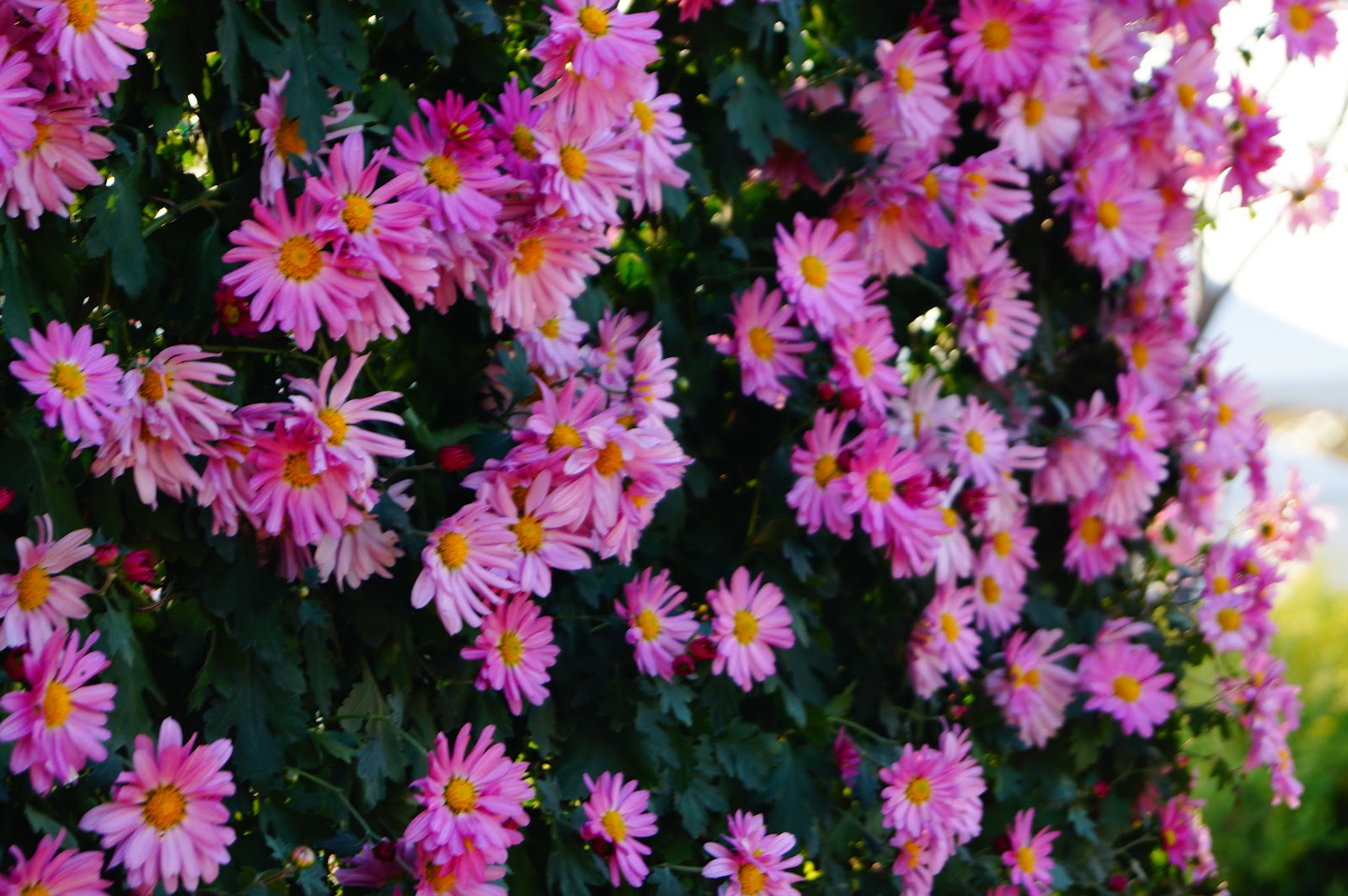 Korea E Tour Autumn Flower in Korea