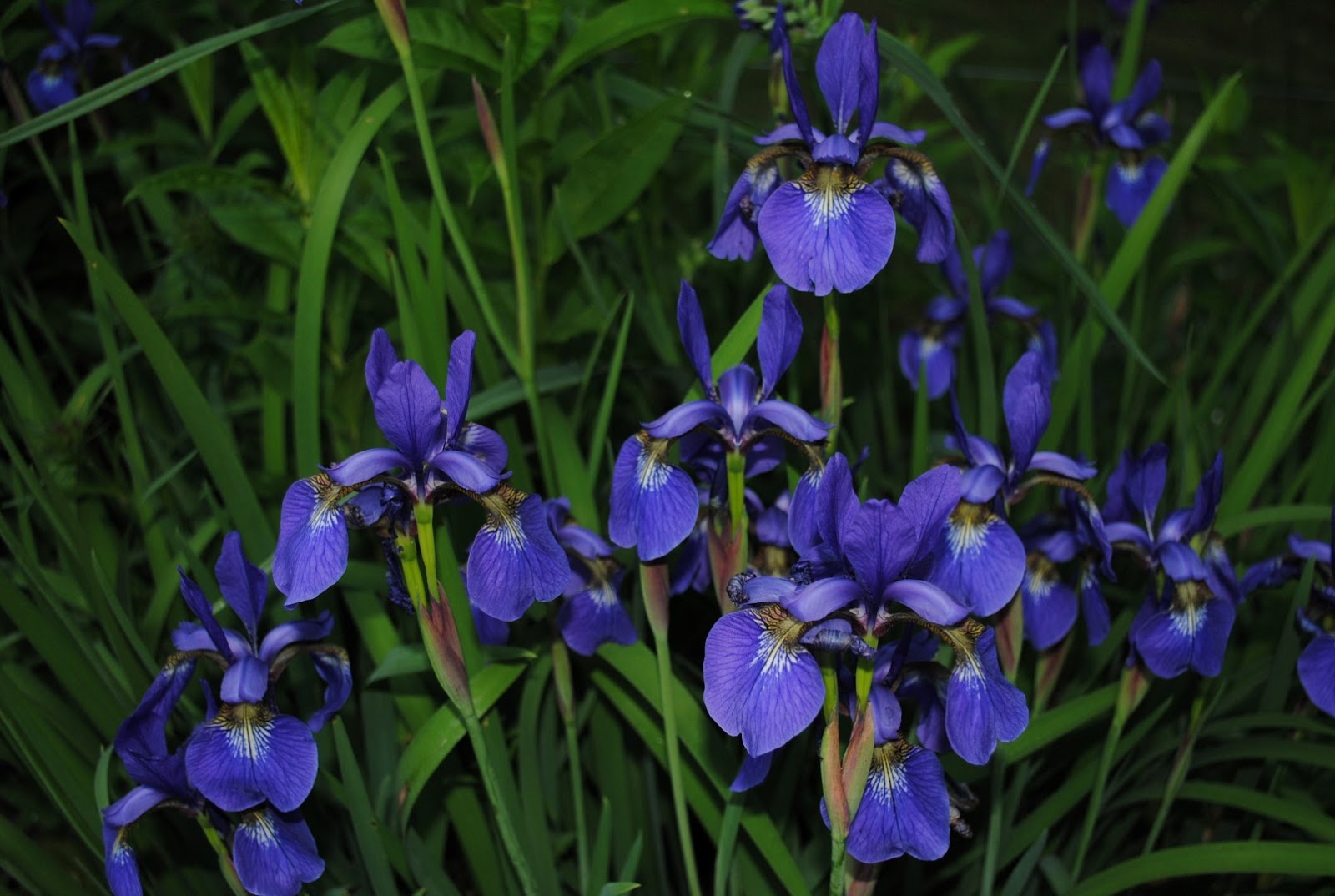 West Virginia Native WildflowersThe Big Year, 2013 Iris