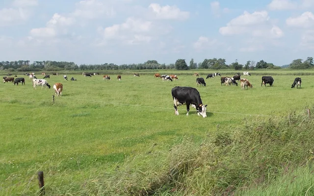 Zwarte en roodbonte koeien in het weiland