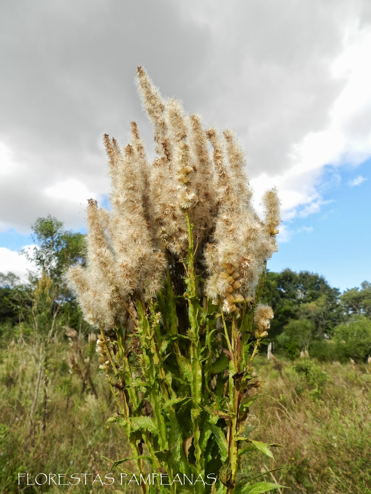 Florestas Pampeanas: março 2015