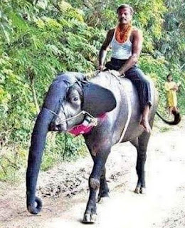 Kumpulan photo dan gambar Lucu