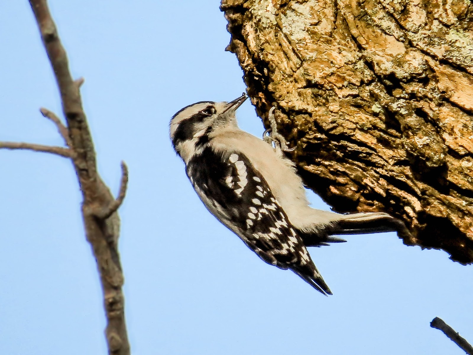 THE BIRD HOUSE DOWNY WOODPECKER 10/23/2016
