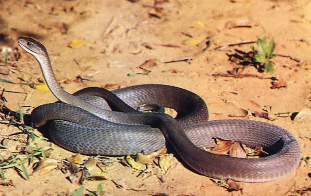 Cobra Mamba negra