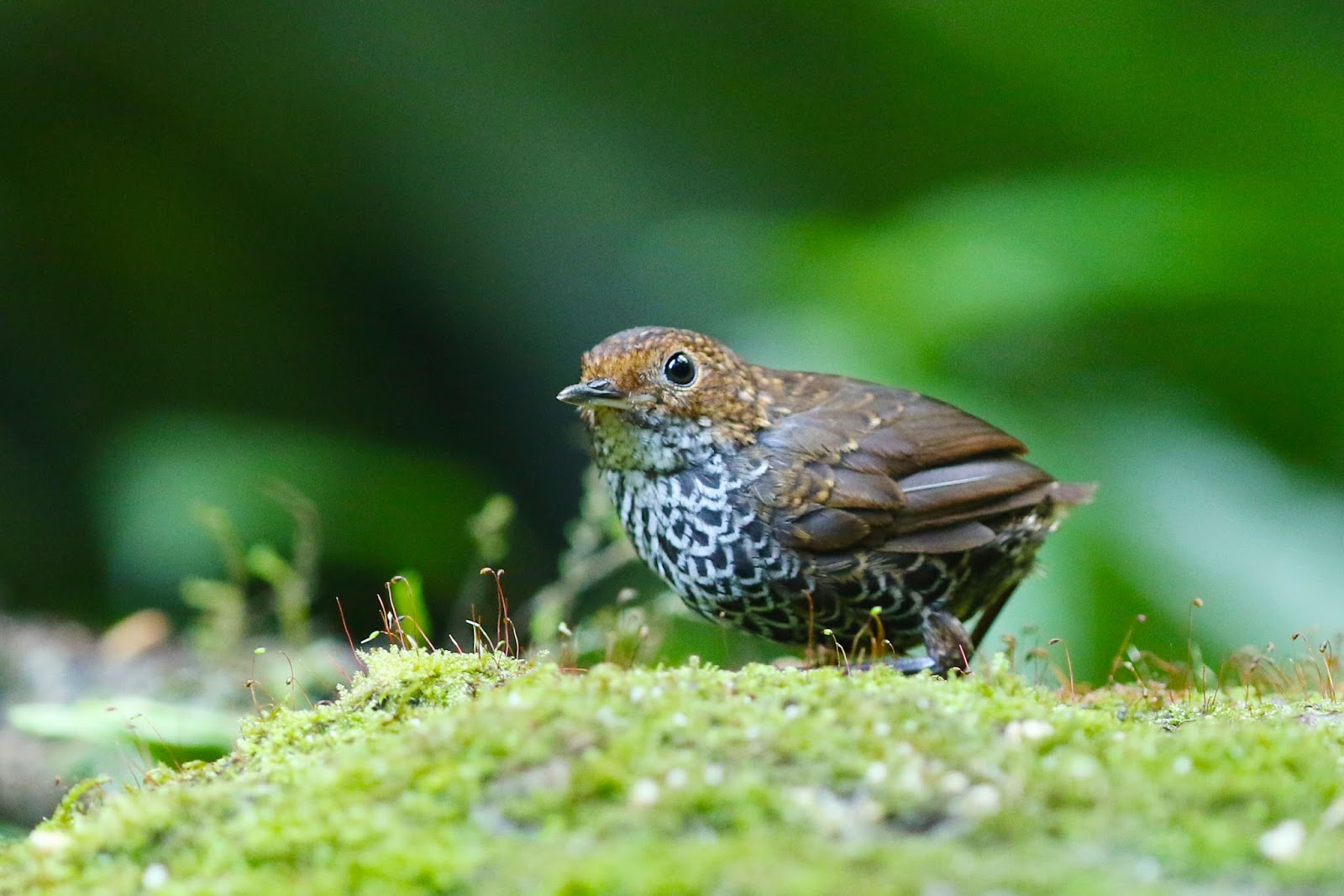 野兔與鼠寶 台灣鷦眉 鱗胸鷦鷯 杉林溪105 08 25