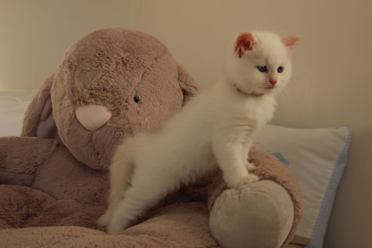 The Kuwait Cats and kittens Adoption and sales email us at