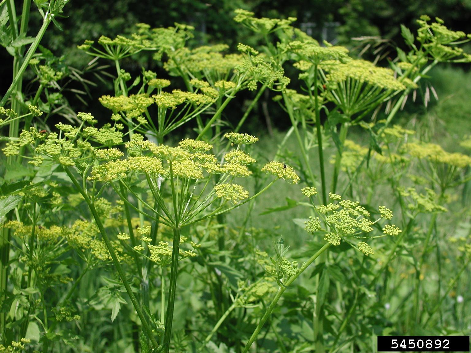 The Rx Pick Your Poisonous Plant the-rx-pick-your-poisonous-plant