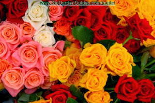Colorful Various Bouquet of Pink Yellow and Red Roses