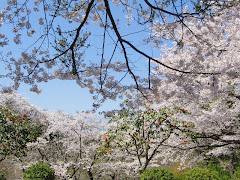 源氏山公園の桜