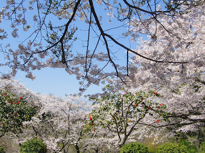 源氏山の桜