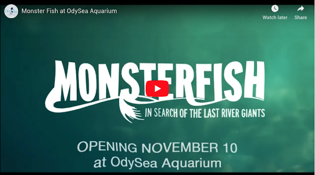 Sub Sea Systems - Our World: OdySea Aquarium for the Win!