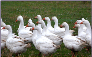 The jolly goose cº The Jolly Goose Cº