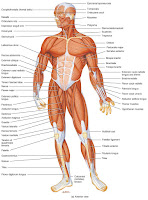 imagenes de partes del cuerpo humano partes del cuerpo humano en ingles